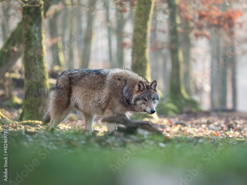 Fototapeta Naklejka Na Ścianę i Meble -  Loup gris dans une forêt