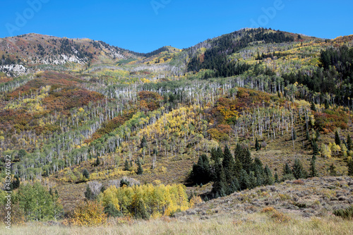 Colorful fall scene in western mountains