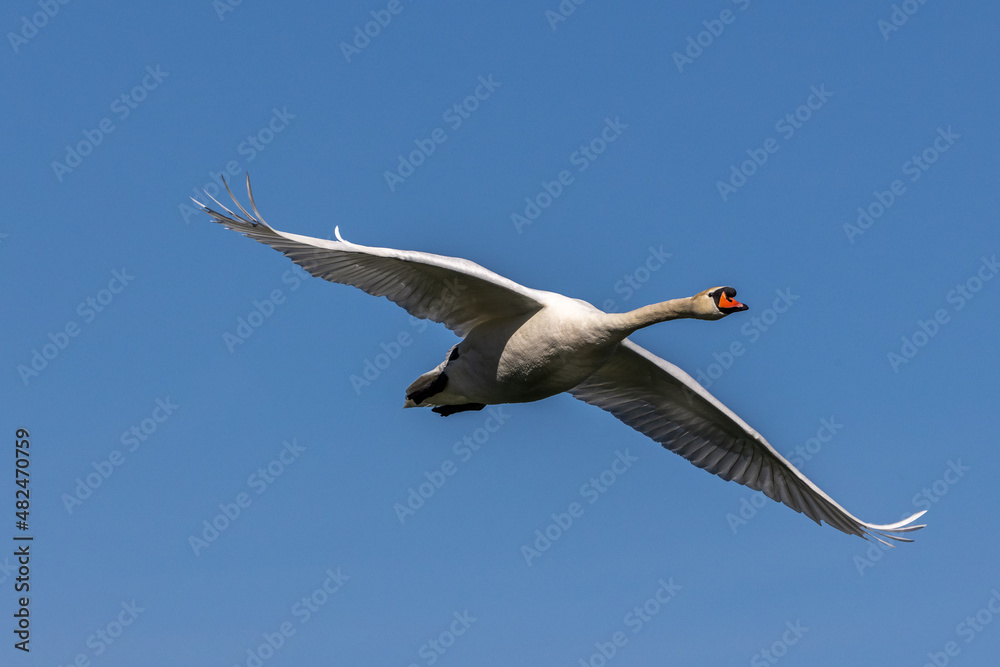Obraz premium Mute swan, Cygnus olor flying over a lake in the English Garden in Munich, Germany