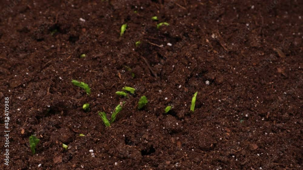 Growing plants in spring, timelapse. Sprouts germination newborn pea microgreen.
