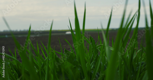 Field grass blowing wind in agriculture eco meadow outdoors. Agronomy concept.