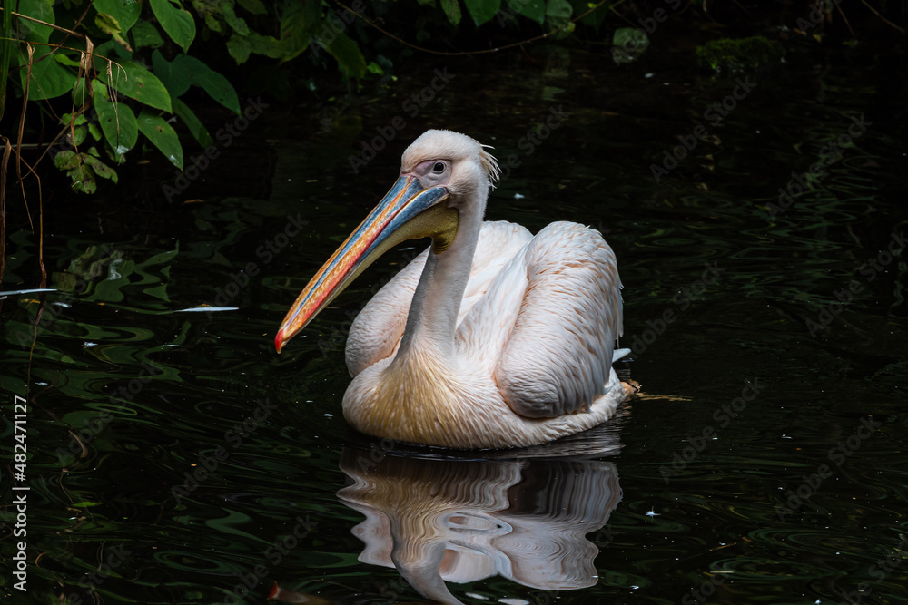 Great White Pelican, Pelecanus onocrotalus in a park Great White Pelican, Pelecanus onocrotalus in a park