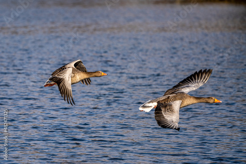 The flying greylag goose, Anser anser is a species of large goose