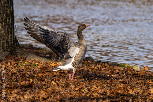 The greylag goose, Anser anser is a species of large goose