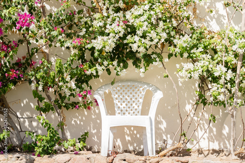 White plastic chair by the white stone wall among the flowering shrubs of bougainvillea 