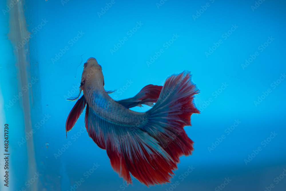 Obraz premium beautiful little betta fish taken close up (macro) on a blue background