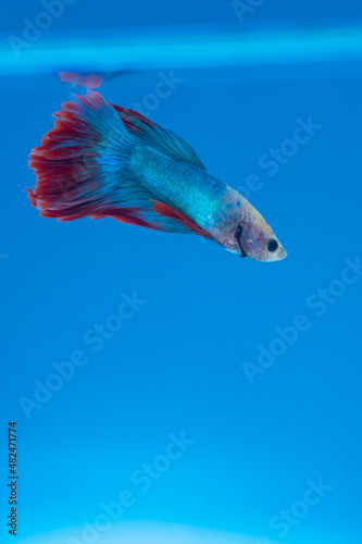 beautiful little betta fish taken close up (macro) on a blue background