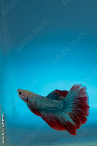 beautiful little betta fish taken close up (macro) on a blue background