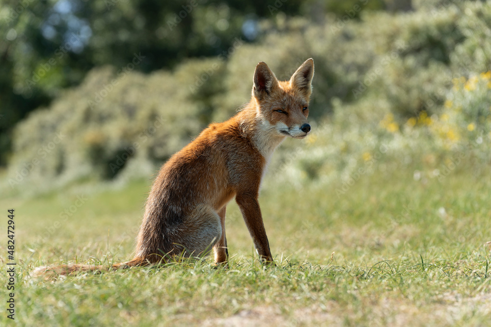 Young Red Fox, the largest of the true foxes, sitting in a dune area near Amsterdam