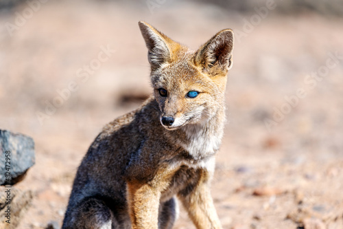 fox, lycalopex griseus or zorro chilla, looking at camera, eye  or corneal ulcer photo