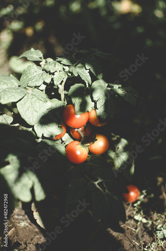 Cherry tomato in the sunlight