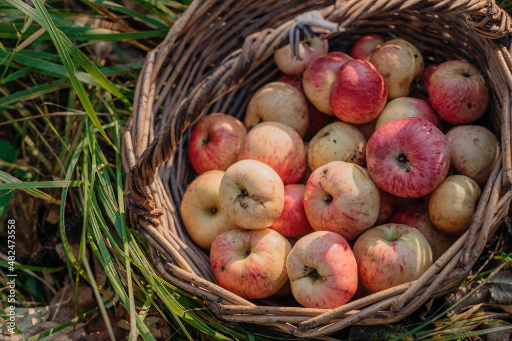 rustic harvest of eco-friendly dirty apples. pink-yellow worm-infested scab fruits lie in an old wicker basket on the green grass. close-up rustic harvest of eco-friendly dirty apples. pink-yellow worm-infested scab fruits lie in an old wicker basket on the green grass. close-up