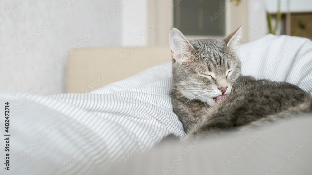 A domestic tabby gray cat sits on the couch and washes. Cat hygiene..