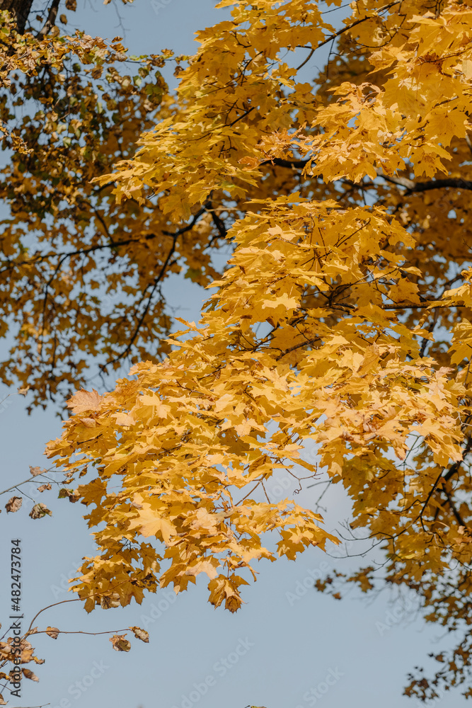 autumn maple with bright yellow leaves. October or November. sunny day, blue sky autumn maple with bright yellow leaves. October or November. sunny day, blue sky