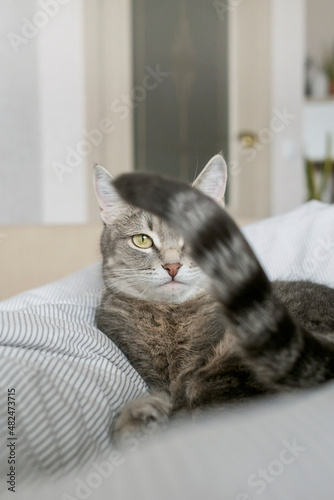 A domestic striped gray cat lie on the bed. The cat in the home interior.