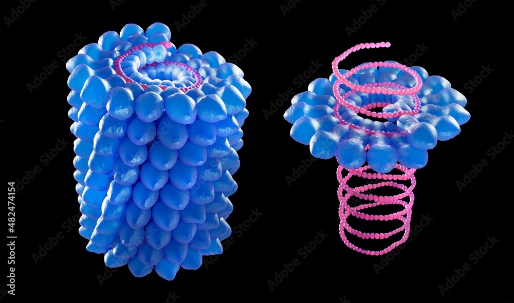 Helical virus structure, one short part of a Tobacco mosaic virus. It is a single-stranded RNA virus. It was the first discovered virus and causes disease of plants. 3d graphic on black background. - obrazy, fototapety, plakaty 