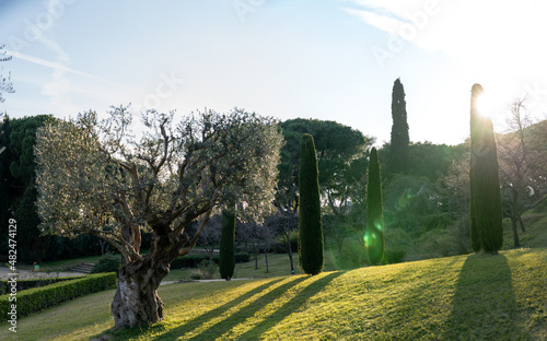 centenary olive tree