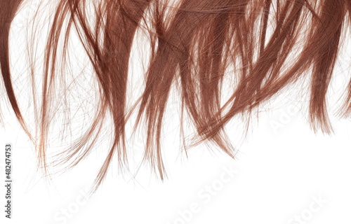 Chestnut hair isolated in white