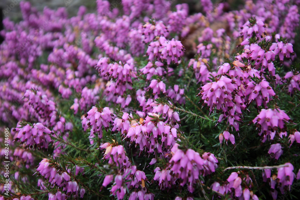 field of lavender