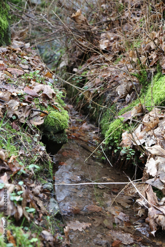 stream in the woods stream in the woods