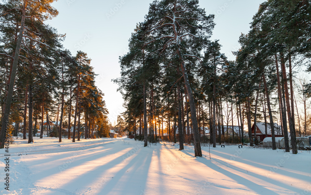 Pine trees in bright sunlight, natural winter landscape