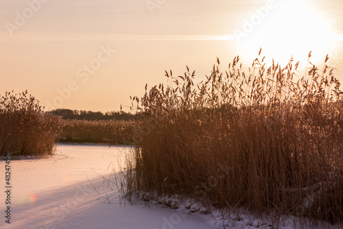 Coastal winter landscape with dry coastal reed in a sunlight