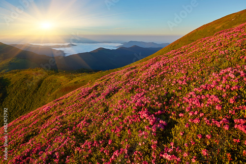 Summer landscape with flowers of rhododendron. Evening with a beautiful sky in the mountains. Glade of pink flowers.