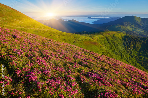 Rhododendron flowers covered mountains meadow in summer time.