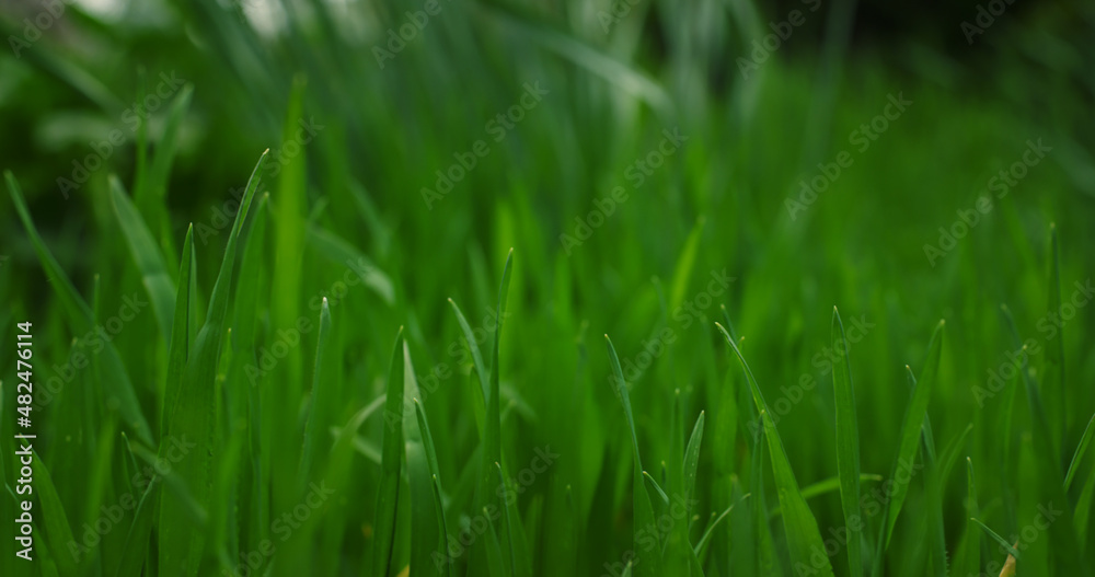 Green grass swaying wind in calm meadow nature background. Environment concept. Green grass swaying wind in calm meadow nature background. Environment concept.