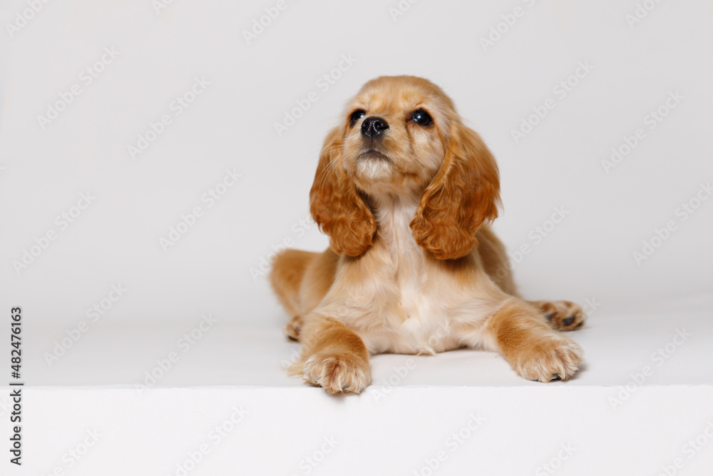Naklejka premium Portrait of cute puppy purebred golden cocker spaniel. Little smiling dog on gray background. Free space for text.