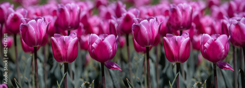 Banner pink fresh tulips on a green background.