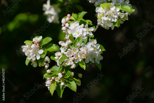 Spring pink flowers and leaves.