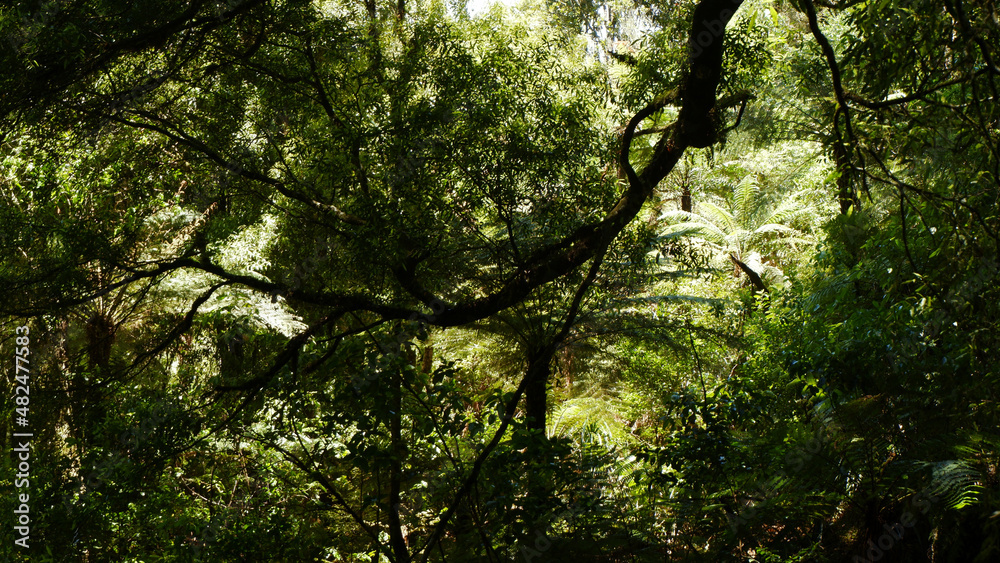 Fototapeta premium Light piercing through the canopy