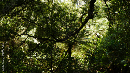 Light piercing through the canopy