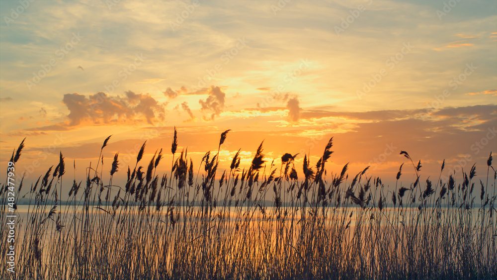 Romantic sunset sea landscape in fall. Reeds sway on wind in golden sun rays.