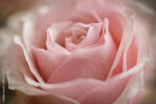 Εκτύπωση καμβά pink rose close up macro