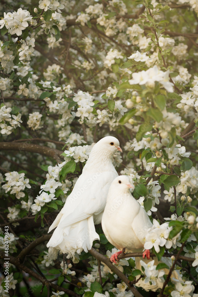 Close up of beautiful white pigeons sitting quietly on the branches of an apple tree in a blooming spring garden. Close up of beautiful white pigeons sitting quietly on the branches of an apple tree in a blooming spring garden.