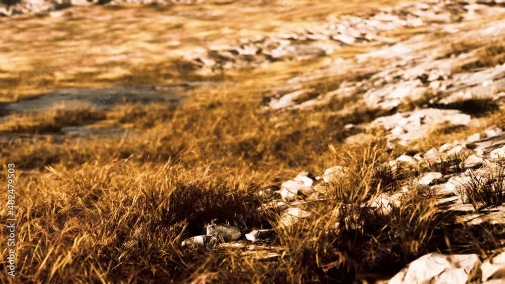 yellow dry grass on the mountain in autumn yellow dry grass on the mountain in autumn