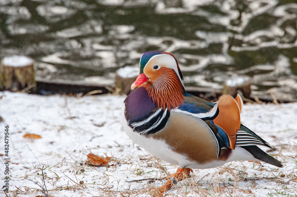 The most beautiful mandarin duck on a snow-covered pond of a country house The most beautiful mandarin duck on a snow-covered pond of a country house