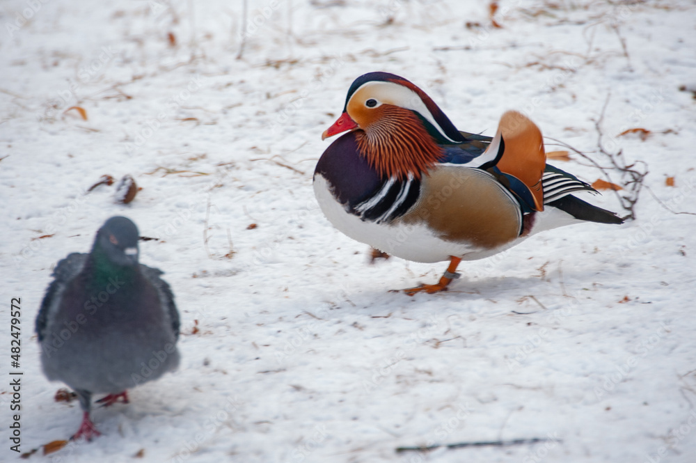 The most beautiful mandarin duck on a snow-covered pond of a country house The most beautiful mandarin duck on a snow-covered pond of a country house