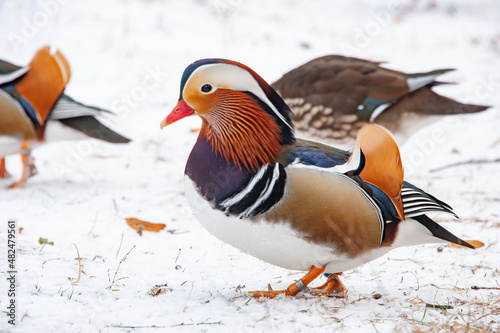 The most beautiful mandarin duck on a snow-covered pond of a country house