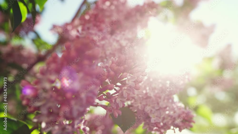 Cherry flowers blossom view against amazing bright sun. Meditative floral view.