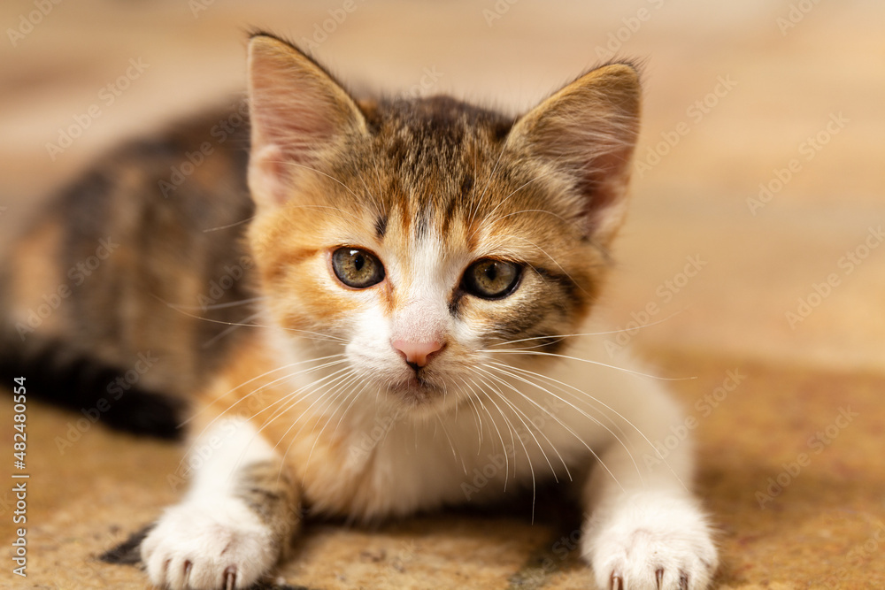 Little red kitten .Close-up Little red kitten .Close-up