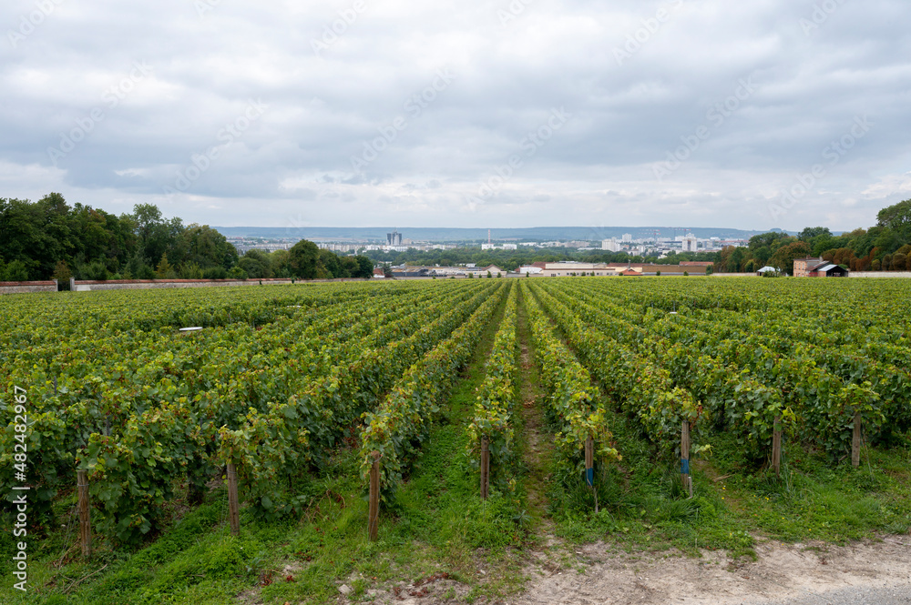 View on green vineyards of famous champagne houses in Reims, France