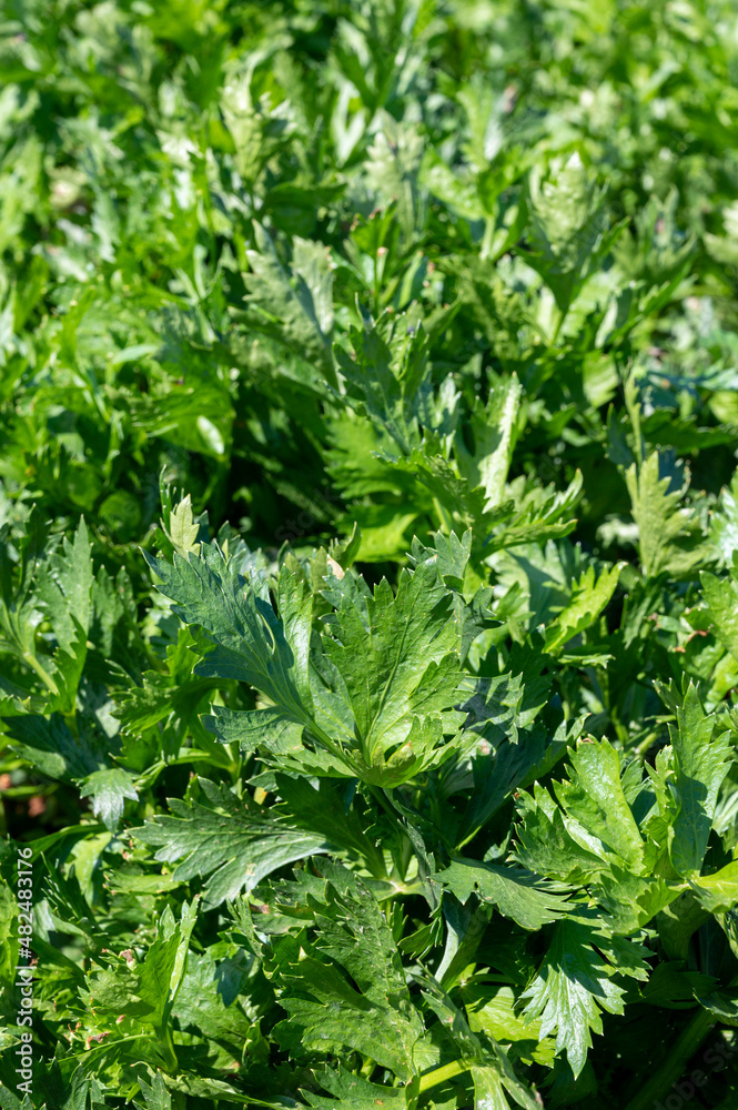 Cultivation of green leaf celery plants Cultivation of green leaf celery plants