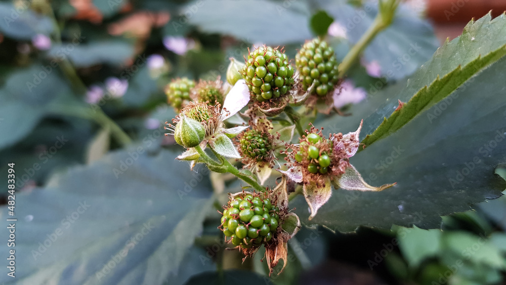 the flowering of the raspberry bush.not ripe berries the flowering of the raspberry bush.not ripe berries
