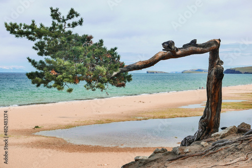 Pine on the shore of Lake Baikal