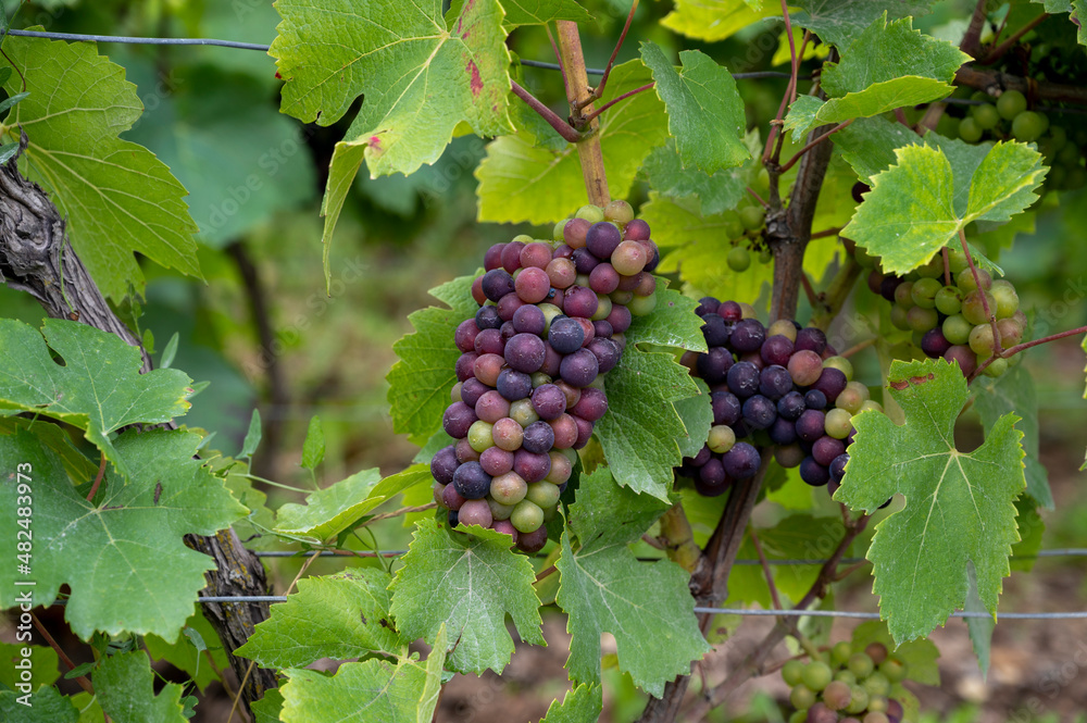 Pinot noir wine grapes ripening on grand cru vineyards of famous champagne houses in Montagne de Reims near Verzenay, Champagne, France