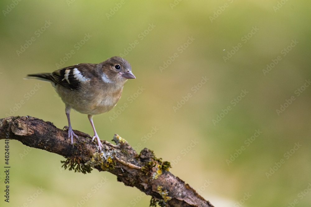 Naklejka premium Pinson des arbres 