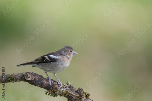 Pinson des arbres femelle 